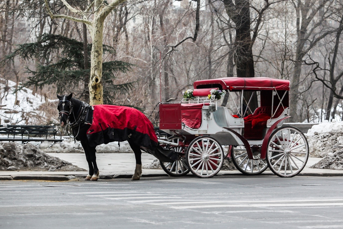 Horse and Carriage 